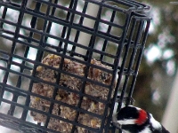 34234CrLe - Downey Woodpecker at our bird feeder   Each New Day A Miracle  [  Understanding the Bible   |   Poetry   |   Story  ]- by Pete Rhebergen